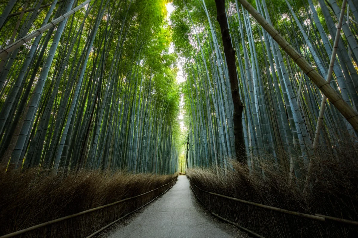 Quiet walking path through a tall green bamboo forest